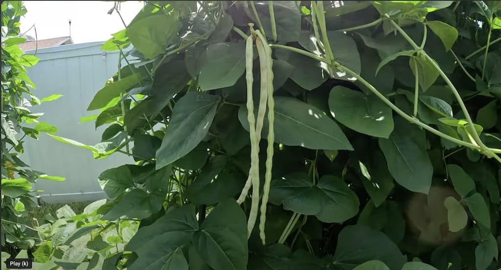 Puerto Rican black bean